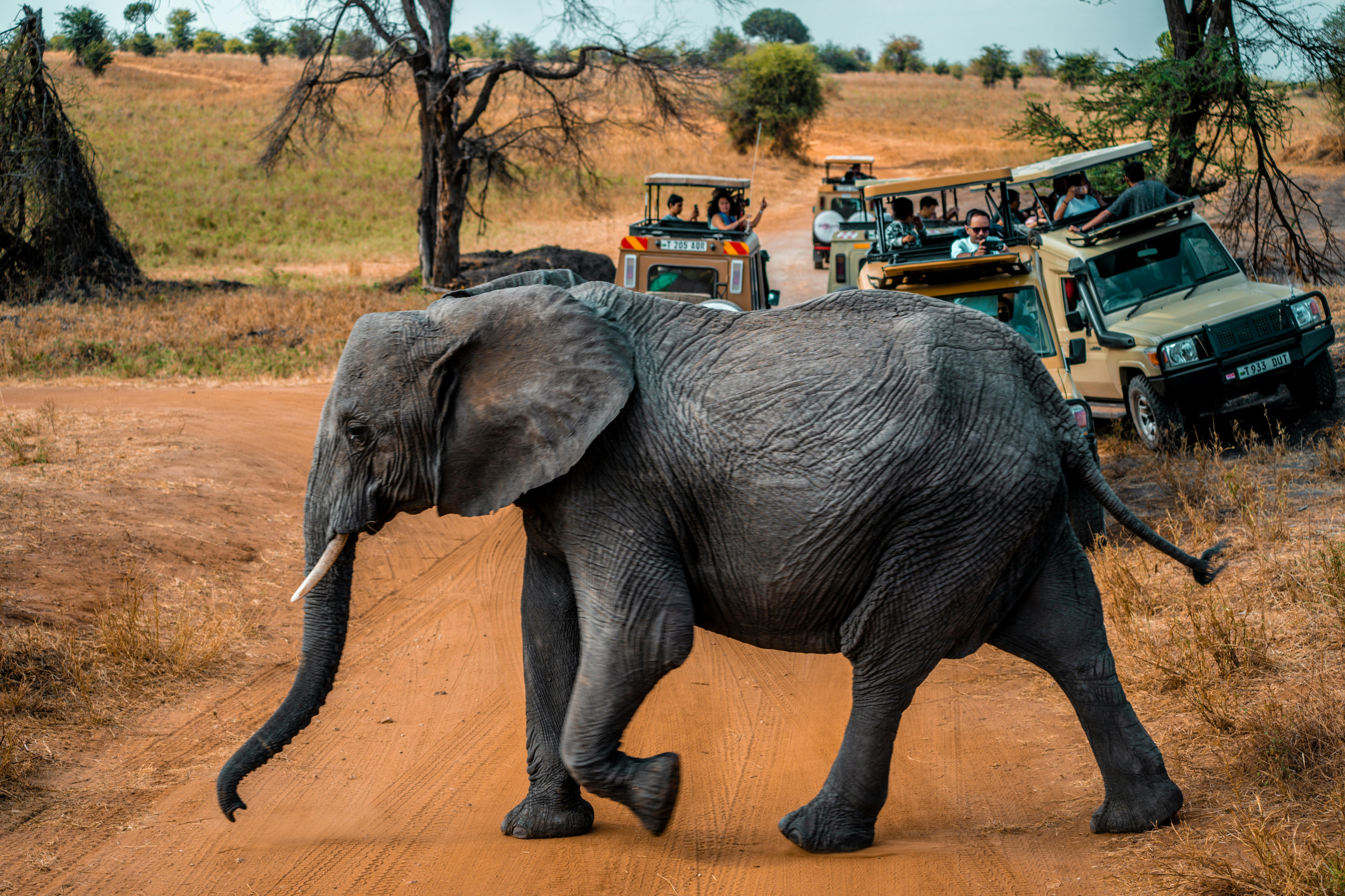 African Safaris
