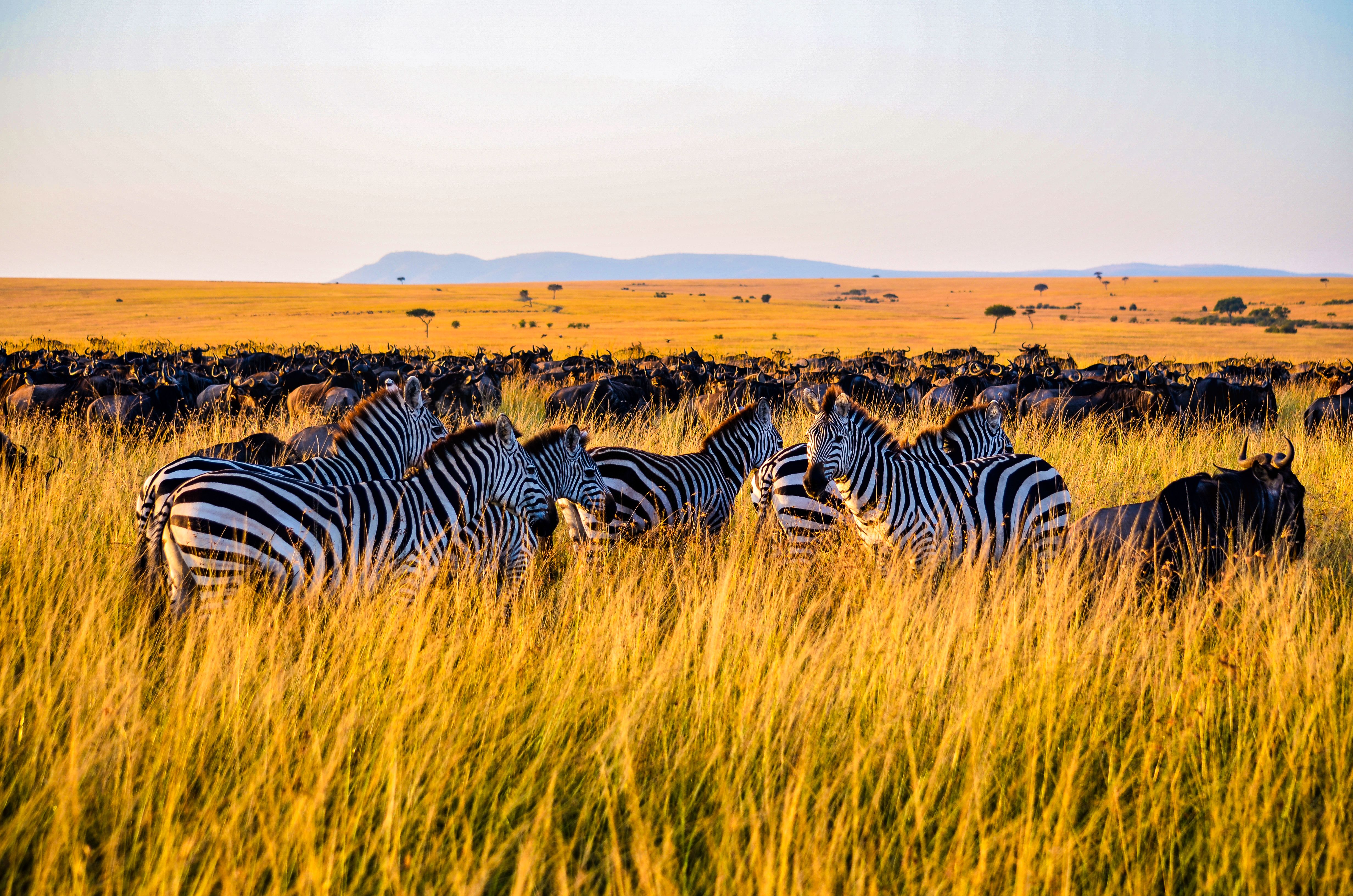 Kenya Wilderness & Seychelles Sands (Bush & Beach)