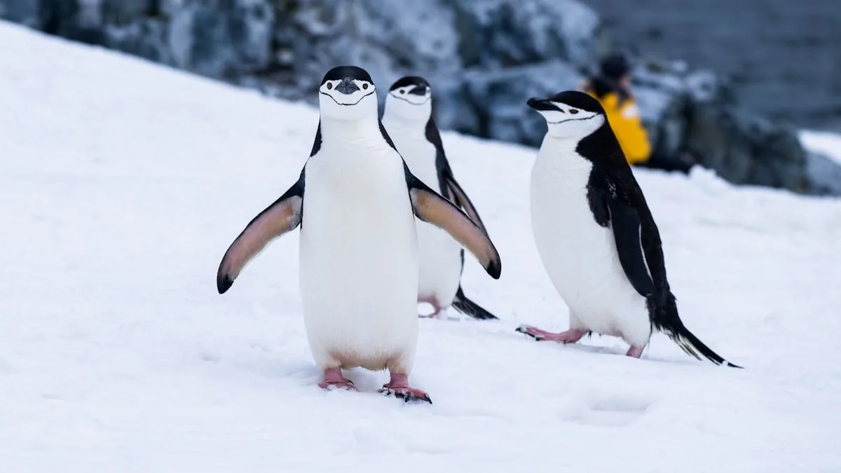 Expedition Cruises